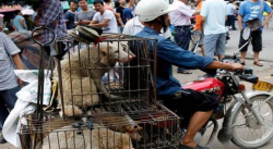 PERROS Y GATOS EXCLUIDOS DE LISTA DE ANIMALES COMESTIBLES EN CHINA