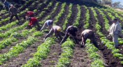 MATERIALES AGRÍCOLAS PARA EL PROCESAMIENTO DE ALIMENTOS RECIBIERON LAS COMUNIDADES INDÍGENAS