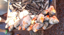 Amazonenses denuncian alza del precio del pescado
