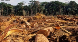 BRASIL: DEFORESTACIÓN EN AMAZONÍA, LA MÁS ALTA EN 14 AÑOS
