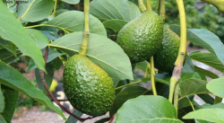 ELIMINA LOS PARÁSITOS CON EL TÉ DE HOJAS DE AGUACATE