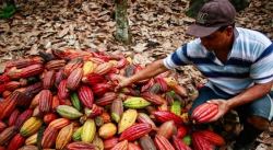EXPORTADOS MÁS DE 57 MIL KILOS DE CACAO A MALASIA Y JAPÓN