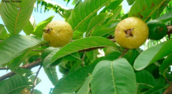DESCUBRE LOS BENEFICIOS DE LAS HOJAS DE GUAYABA