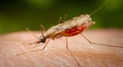 CASOS DE MALARIA EN VENEZUELA YA RESULTAN “UN POCO MÁS MANEJABLES”, AFIRMÓ MSF